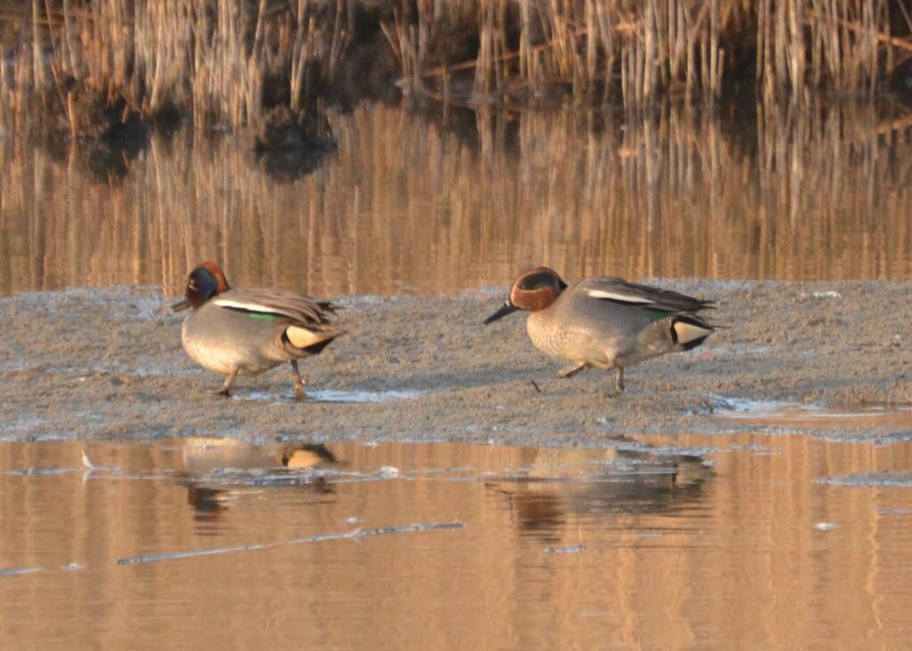 Eurasian Tealadult