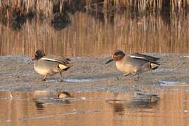 Eurasian Teal