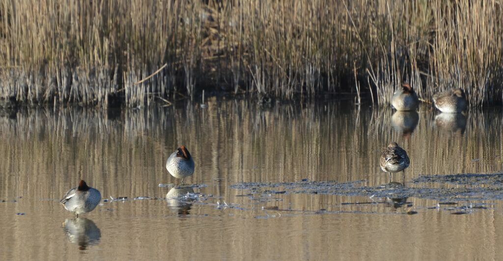 Eurasian Teal