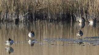 Eurasian Teal