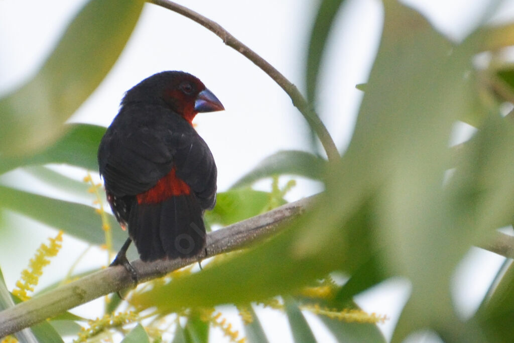 Western Bluebill female, identification