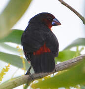 Western Bluebill