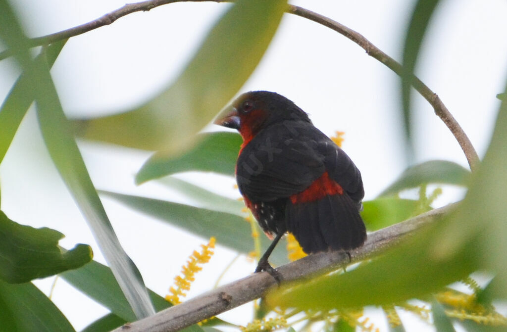 Western Bluebill female adult, identification