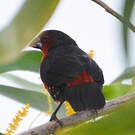 Sénégali sanguin