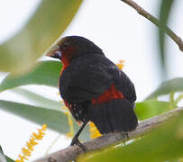 Western Bluebill