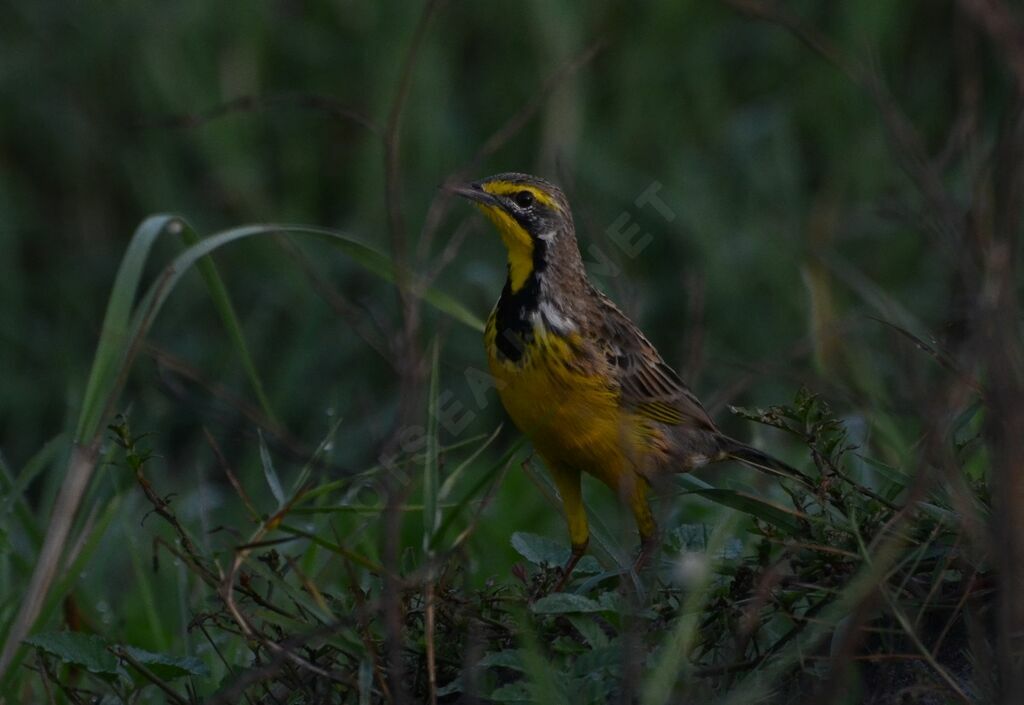 Yellow-throated Longclawadult, identification