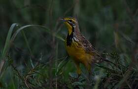 Yellow-throated Longclaw