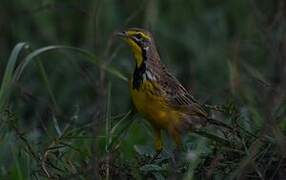 Yellow-throated Longclaw