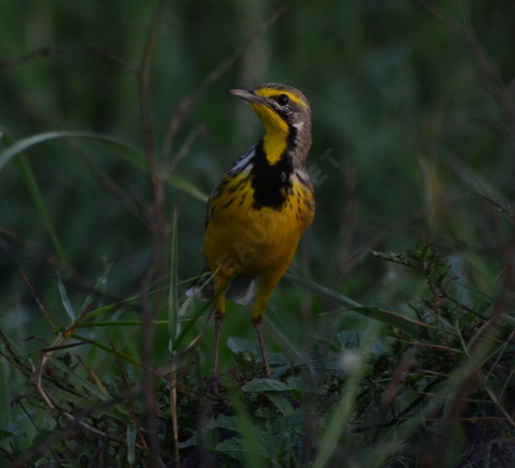 Yellow-throated Longclawadult, identification