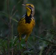 Yellow-throated Longclaw