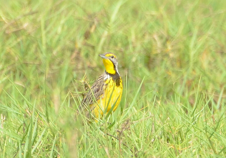 Yellow-throated Longclawadult, identification