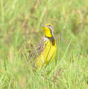 Yellow-throated Longclaw