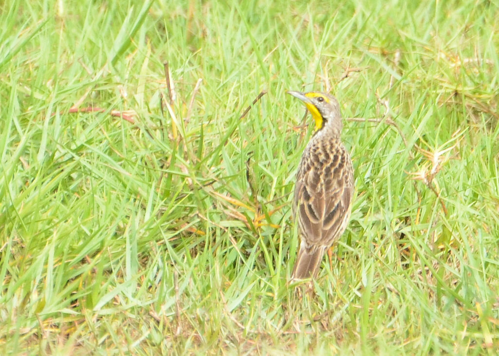 Sentinelle à gorge jauneadulte, identification