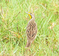 Yellow-throated Longclaw