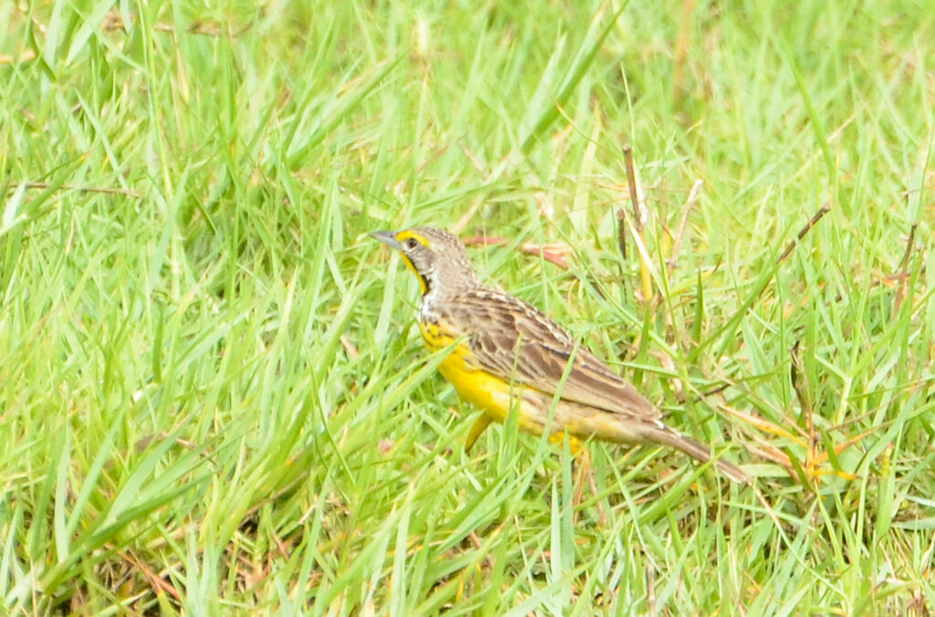 Yellow-throated Longclawadult, identification