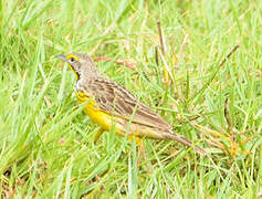 Yellow-throated Longclaw