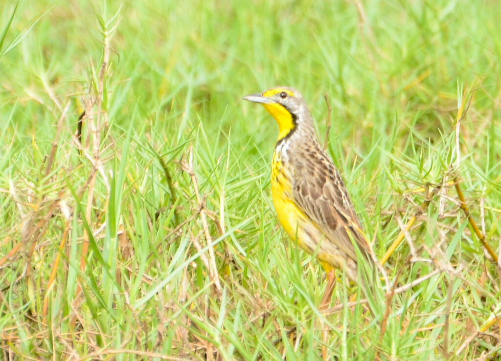 Sentinelle à gorge jauneadulte, identification