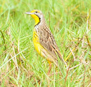 Yellow-throated Longclaw