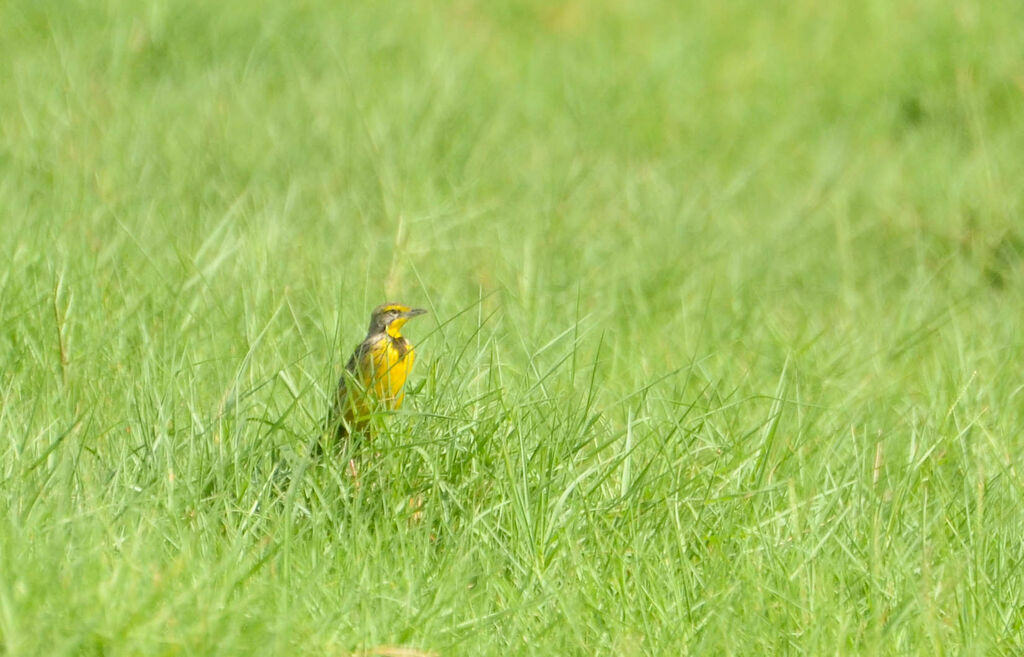 Yellow-throated Longclawadult