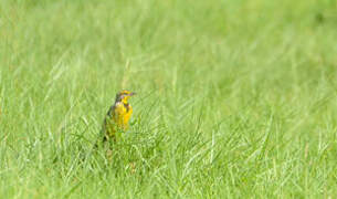 Yellow-throated Longclaw