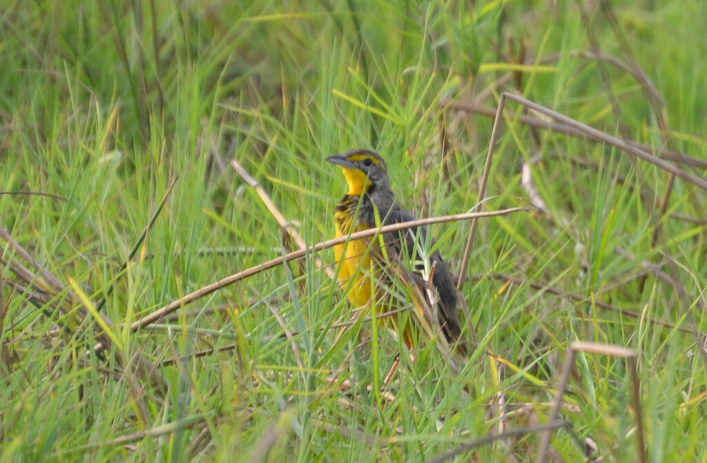 Yellow-throated Longclawadult