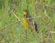 Yellow-throated Longclaw