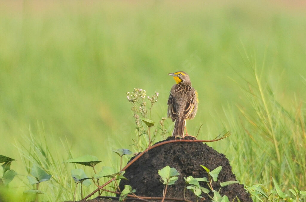 Yellow-throated Longclawadult, identification