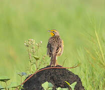 Yellow-throated Longclaw