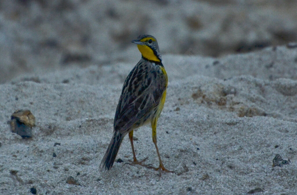 Yellow-throated Longclawadult breeding, identification