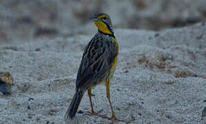 Yellow-throated Longclaw