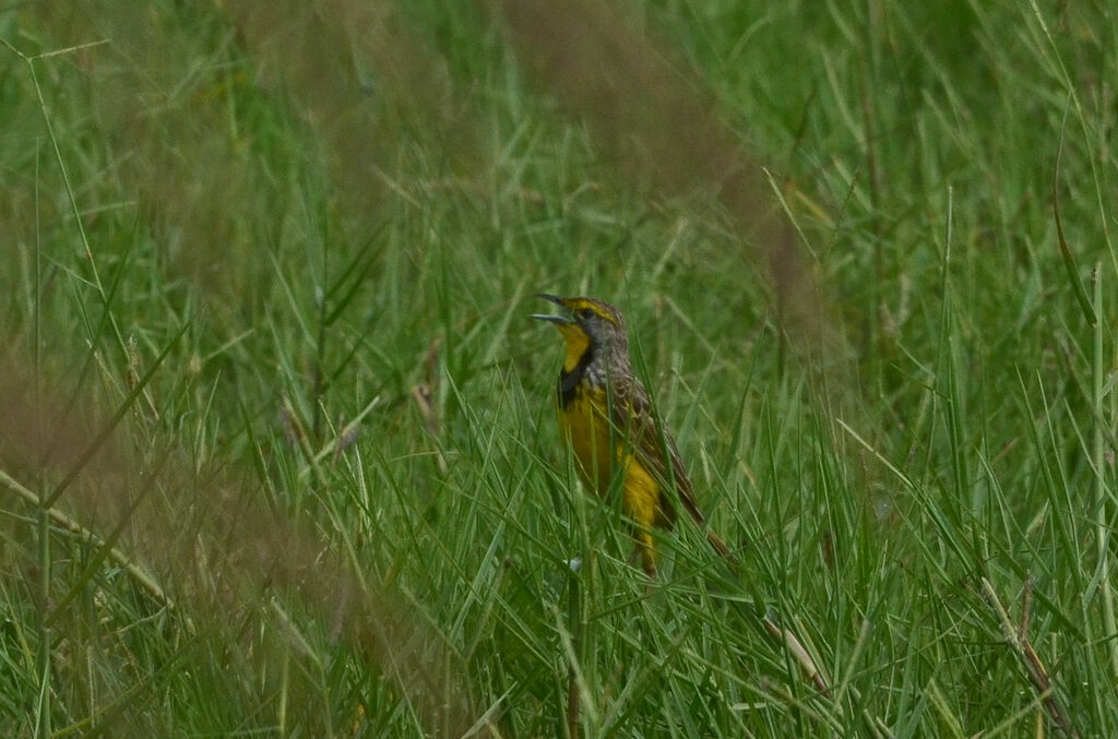 Yellow-throated Longclawadult