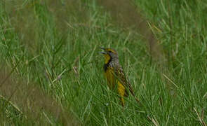 Yellow-throated Longclaw