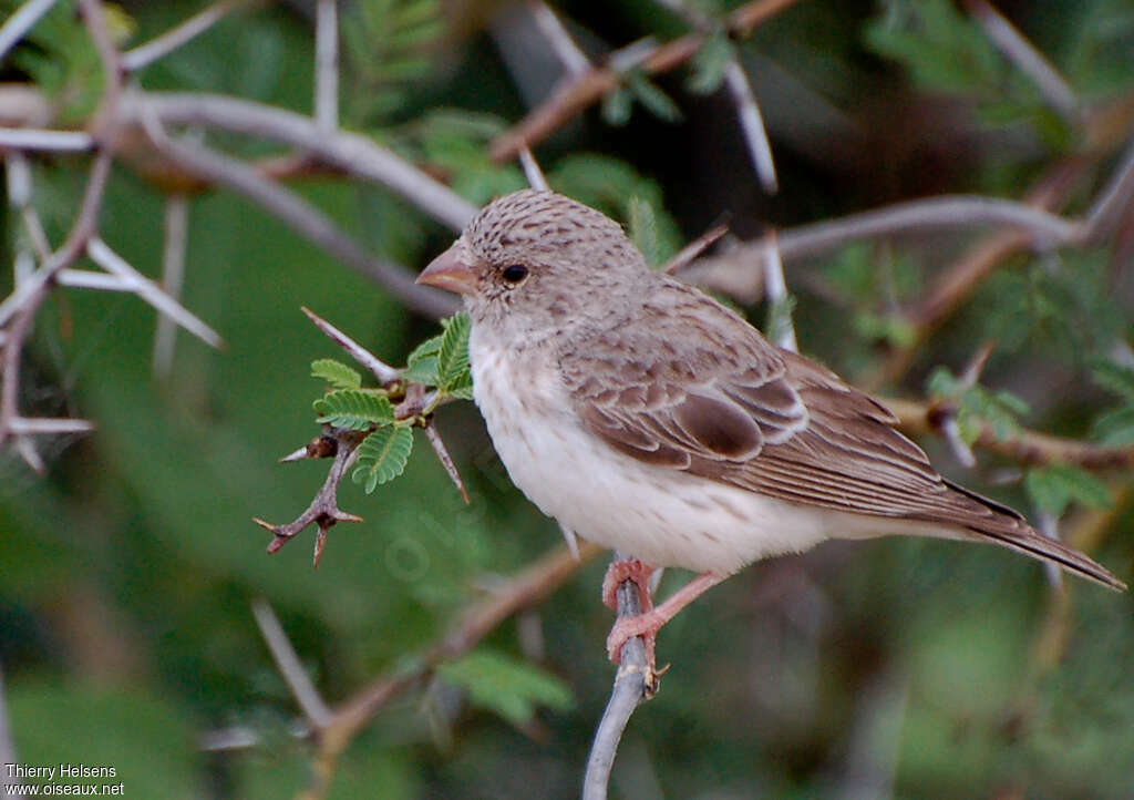 White-rumped Seedeateradult, identification