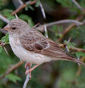 White-rumped Seedeater