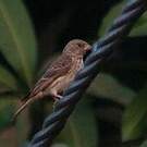 Serin à croupion blanc