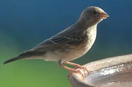White-rumped Seedeater