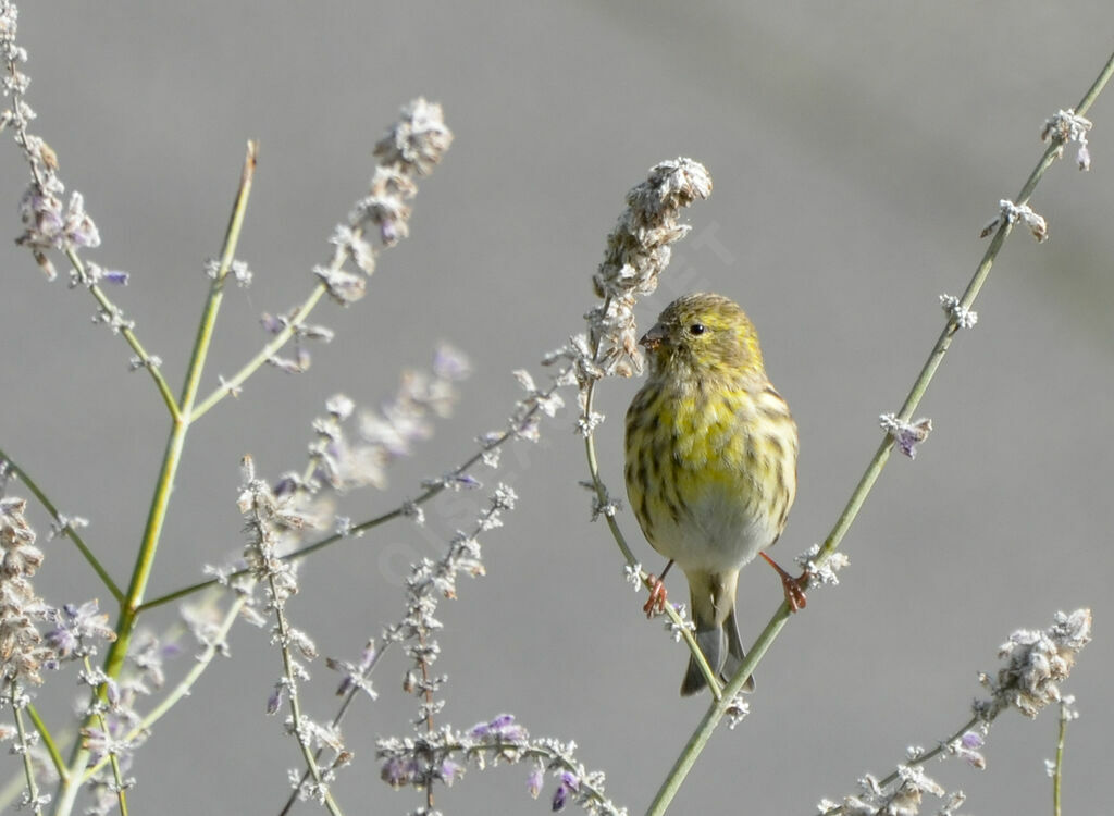 Serin ciniadulte, identification