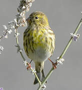 European Serin