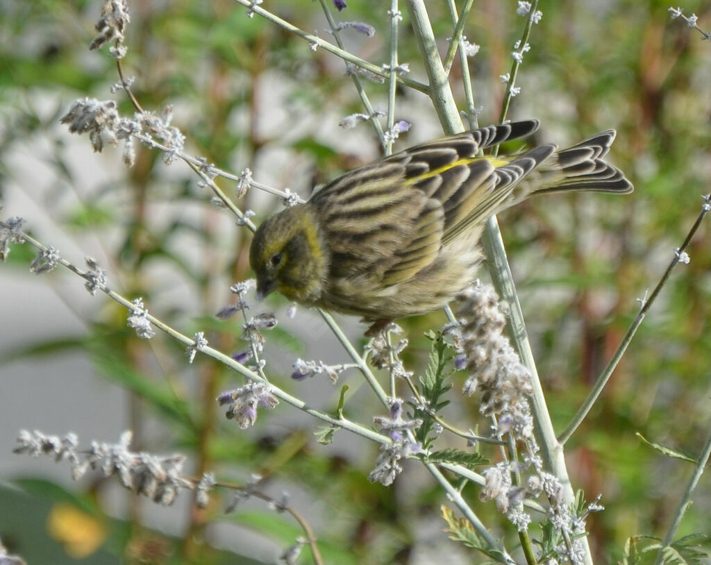 Serin ciniadulte