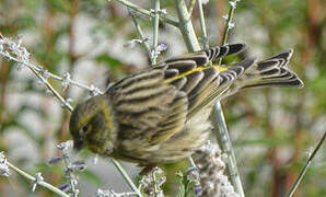 European Serin