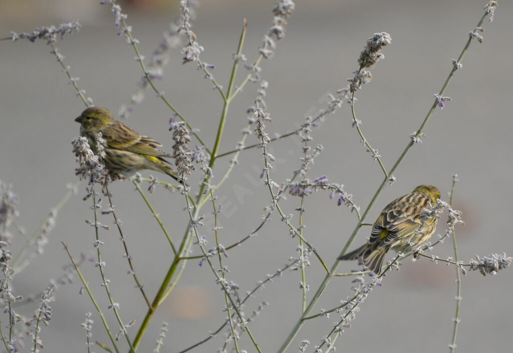 European Serin 