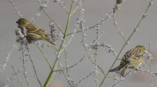 European Serin