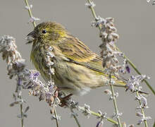 European Serin