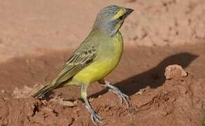 Yellow-fronted Canary