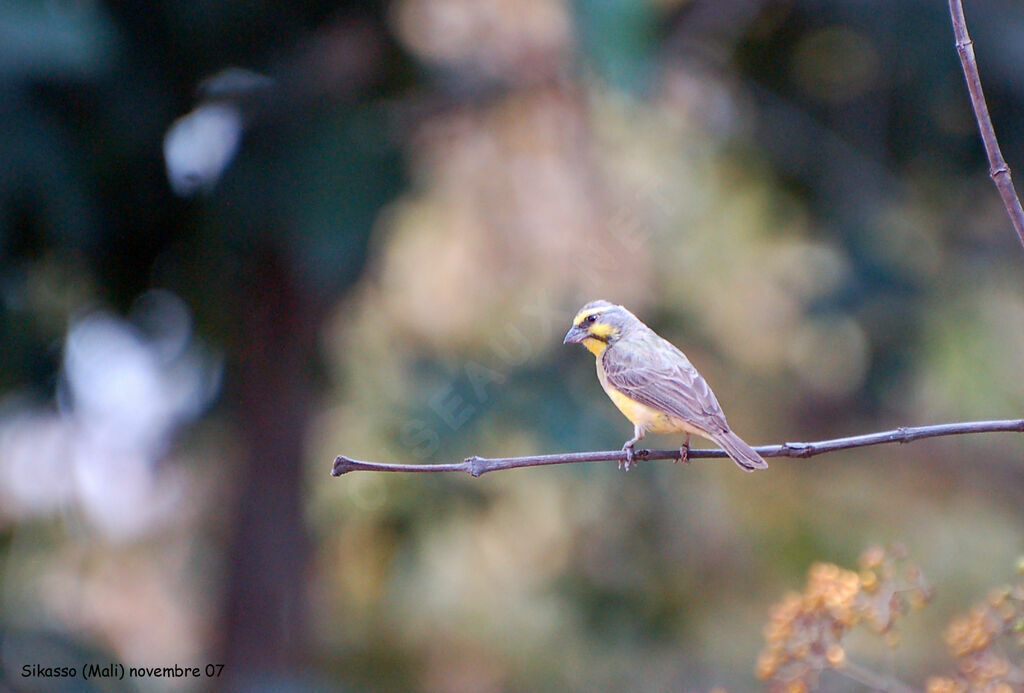 Serin du Mozambique