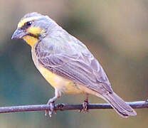 Yellow-fronted Canary