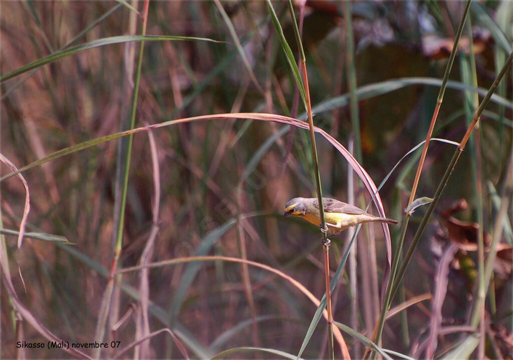 Yellow-fronted Canary