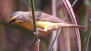 Yellow-fronted Canary