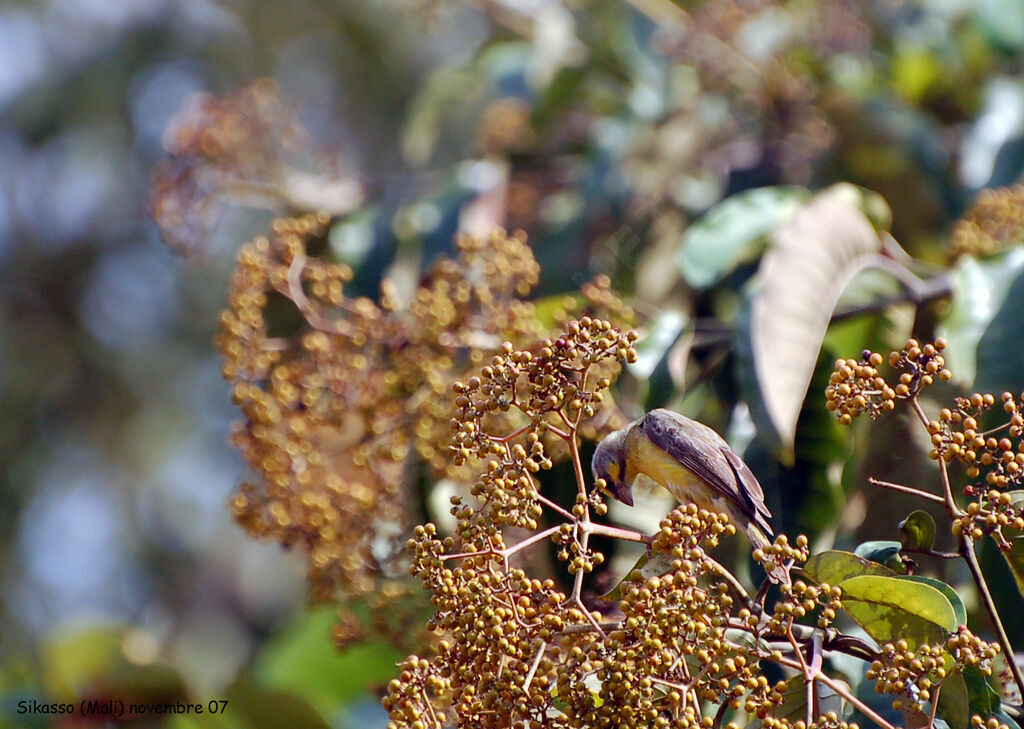 Yellow-fronted Canary