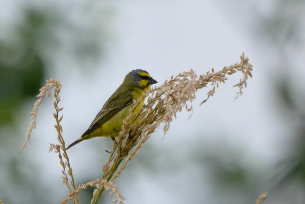 Yellow-fronted Canaryadult, identification